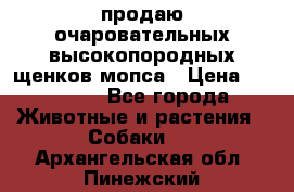 продаю очаровательных высокопородных щенков мопса › Цена ­ 20 000 - Все города Животные и растения » Собаки   . Архангельская обл.,Пинежский 